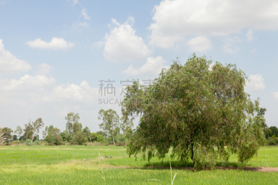 田地,稻,三宝颜锡布格,锥形帽,喀拉拉邦,巴厘岛,稻田,水,天空,美