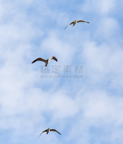 海鸥,天空,印度野生动物园,哈萨克斯坦,两翼昆虫,自由,垂直画幅,野生动物,图像,快餐店