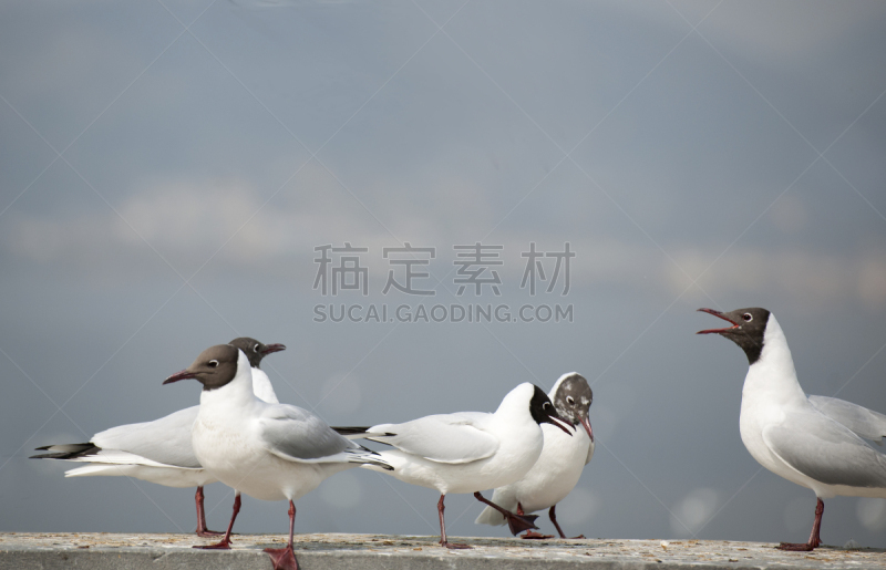 动物,水,天空,风,水平画幅,谷仓,符号,鸟类,红喙海鸥,纯净