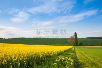 农场,田地,栽培植物,农业,云,枝繁叶茂,草,色彩鲜艳,植物,户外
