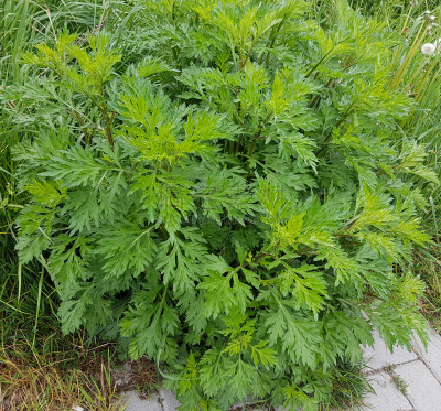 艾蒿,蒿属,Bouquet Garni,草本园,花序,水平画幅,无人,健康保健,香料,花
