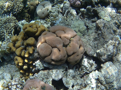 脑珊瑚,礁石,鸡尾酒,水平画幅,无人,迷宫脑珊瑚,水下,埃及,红海,海洋