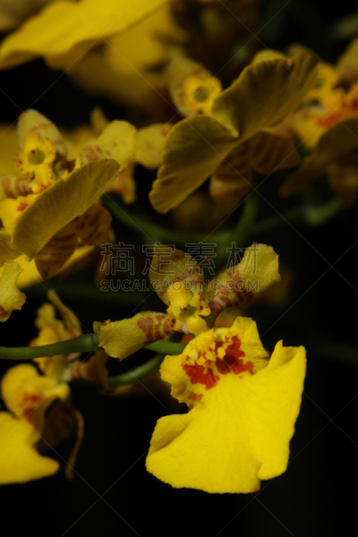 文心兰,自然,垂直画幅,兰花,植物,无人,黄色,花朵,特写,摄影