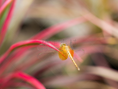 Yellow Dragonfly Perched on The Leaf Red