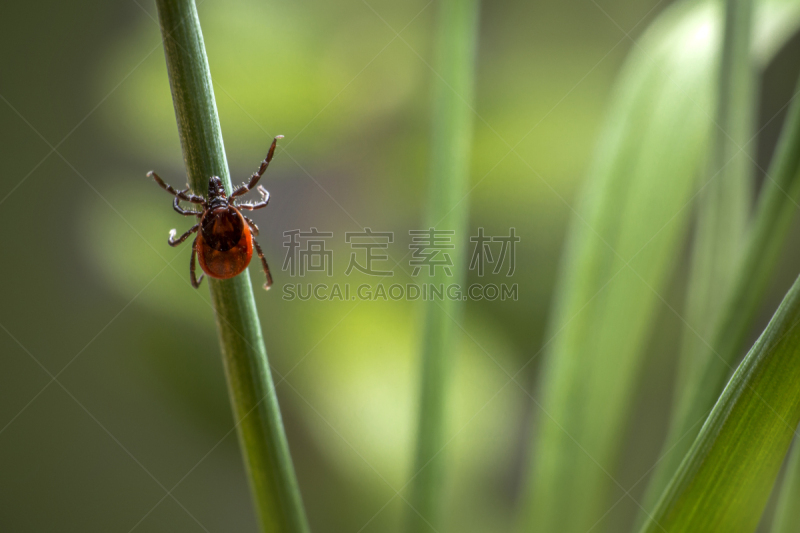 豆,蜱,安氏革蜱,海狸,水平画幅,夏天,户外,草,特写,害虫