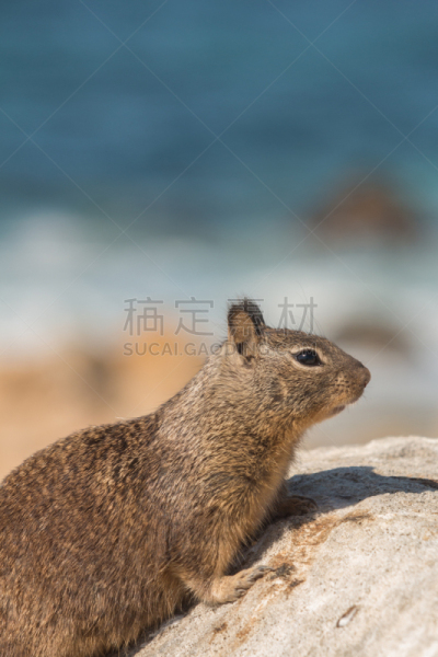 加州黄鼠,地松鼠,自然,垂直画幅,野生动物,可爱的,无人,野外动物,户外,加利福尼亚