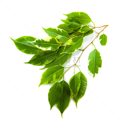 绿色,植物,叶子,白色,分离着色,印度榕,自然,无人,背景分离,方形画幅