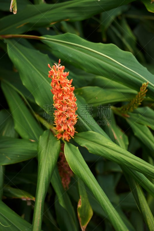 黄花蛛,姜花,花序,多年生植物,垂直画幅,芳香的,无人,夏天,户外,明亮