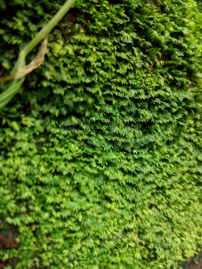 苔藓,莫斯兰丁,洋蔷薇,自然,美,水平画幅,生物,林区,无人,草