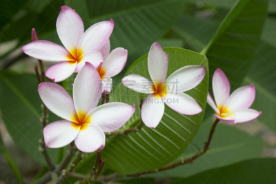 赤素馨花,仅一朵花,马斯克林群岛,自然,水平画幅,印度洋,旅行者,夏天,岛,海洋
