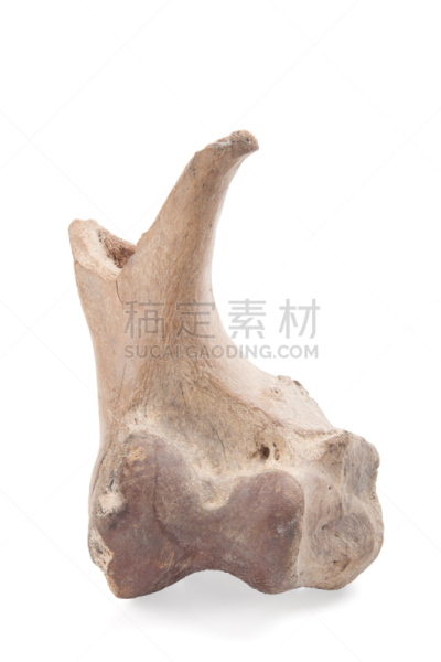 动物骨,猛犸,乳齿象,更新世时期,腓骨,胫骨,白垩系,股骨,古生物学,垂直画幅