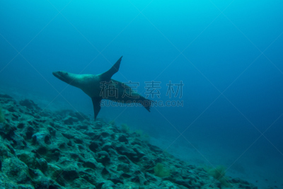 加拉帕戈斯海狮,水,水平画幅,海熊,无人,水下,动物习性,加拉帕戈斯群岛,野外动物,海狮
