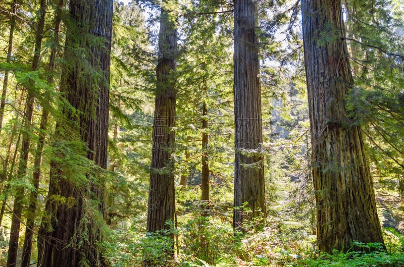 德劳特卡斯特州立公园,洪堡企鹅,国际生物圈保护区,原生林,红杉,北加利福尼亚州,自然,美国,水平画幅,无人