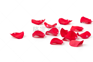 玫瑰花瓣,红色,花瓣,留白,水平画幅,彩色图片,白色背景,躺,落下,摄影