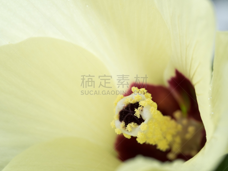 秋葵,仅一朵花,自然美,美,水平画幅,雄蕊,无人,夏天,特写,红色