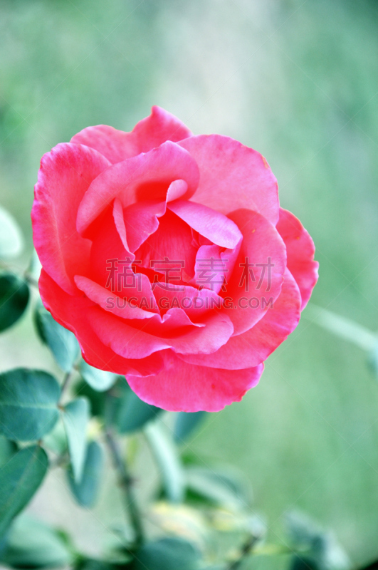 Red rose in garden