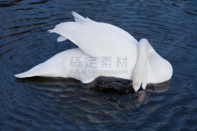 天鹅,水,颈,水平画幅,无人,鸟类,半空中,户外,湖,水禽