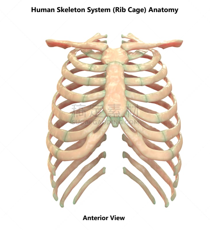人类骨架,胸腔,顺序,,视角,垂直画幅,正面视角,身体受伤,替代疗法