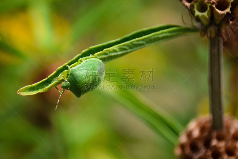 green shield bug,刀刃草,美,留白,水平画幅,形状,盾,动物学,野外动物,夏天