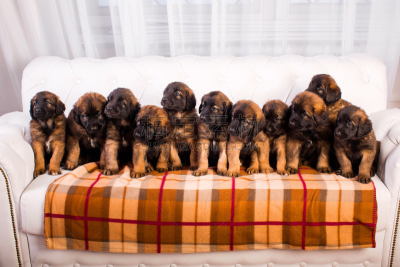 leonberger,小狗,沙发,白色,正面视角,机敏,褐色,水平画幅,注视镜头,无人