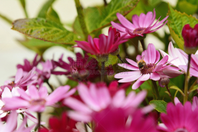 蜜蜂,粉色,小的,非洲雏菊,骨籽菊属,品红色,自然,选择对焦,水平画幅,无人