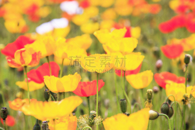淡路岛,兵库县,水平画幅,无人,户外,特写,植物,园艺,精神振作,自然