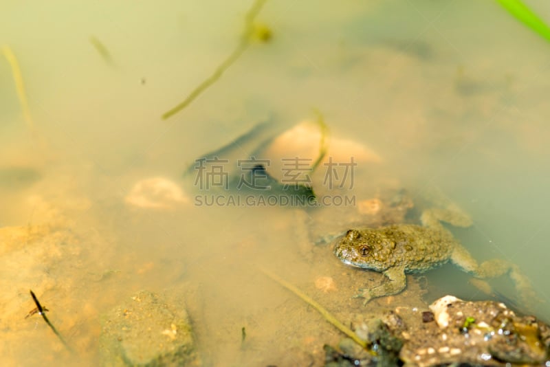 蟾蜍,幼小动物,自然,褐色,野生动物,水平画幅,无人,青蛙,巨大的,户外