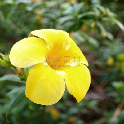 黄色,仅一朵花,软枝黄蝉,毛莨科,自然,芳香的,无人,浪漫,方形画幅,特写