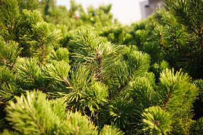 Brightly Green Prickly Branches of Pine