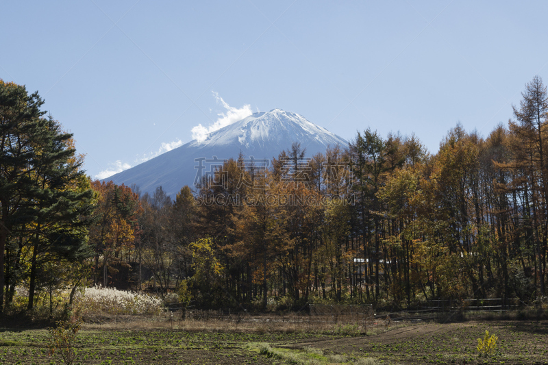 山,富士山,秋天,日本,水平画幅,早晨,旅行者,湖,鸡爪枫,著名景点