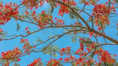 仅一朵花,洋金凤,天空,水平画幅,无人,夏天,户外,泰国,多彩山口,孔雀