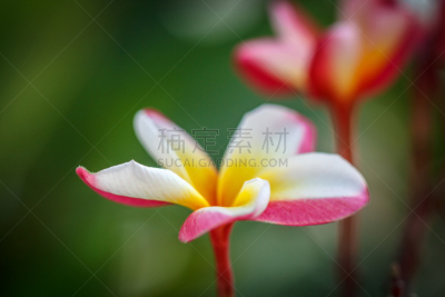 赤素馨花,绿色背景,at&t球场,气候,热情,热带气候,浪漫,泰国,植物,落叶树