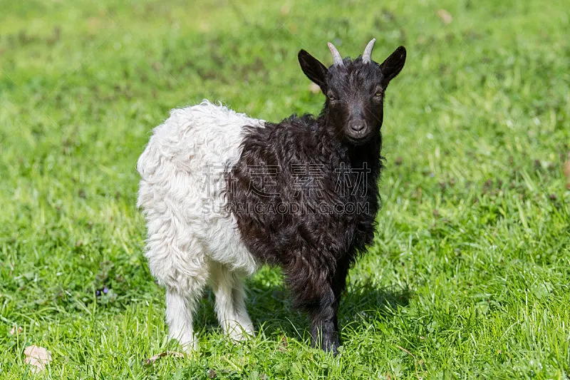 雌山羊 偶蹄目 小山羊 山羊 水平画幅 无人 肉 动物 农业 牛科图片素材下载 稿定素材