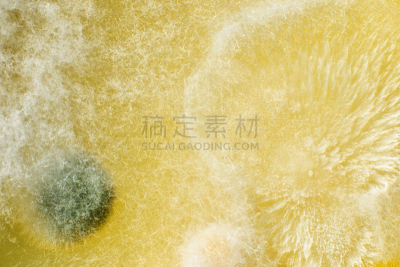 大特写,茂德,生物科技,水平画幅,酵母,微生物学,无人,青霉菌,真菌学,科学