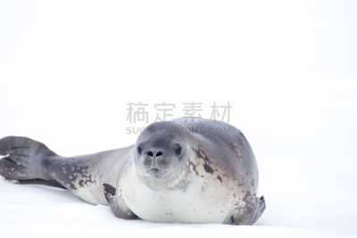 食蟹海豹,水,水平画幅,沙子,缓慢的,水下,动物身体部位,全球通讯,地球形,全球商务