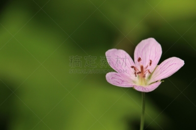野生老鹳草,陇牛儿苗,自然,留白,高原,水平画幅,绿色,无人,日本,夏天
