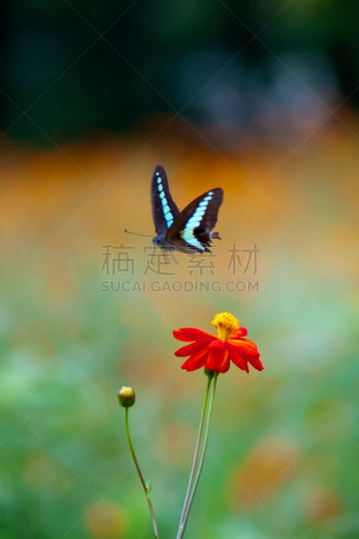 蝴蝶,青蝇蝶,自然,黄色,垂直画幅,橙色,图像,无人,昆虫,橙色大波斯菊