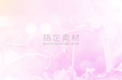 豆,高雅,背景,仅一朵花,柔和,尤脑香科树,水平画幅,无人,夏天,特写