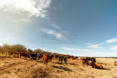 阿伯丁安格斯牛,田地,兽群,拉潘帕市,大群动物,食草,天空,水平画幅,户外,干的