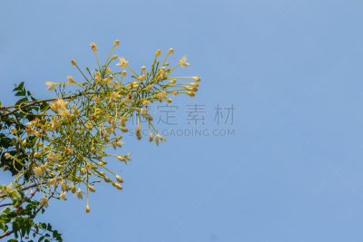 cork tree,自然美,晚樱科,白色,美,水平画幅,秧苗,小的,无人,室内植物