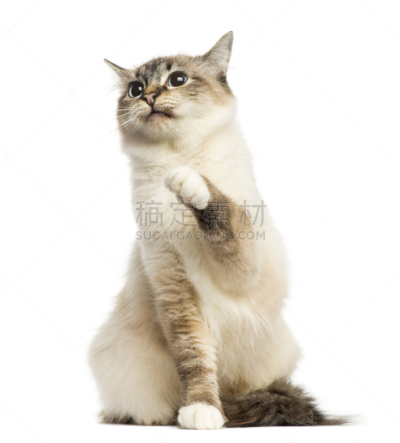 正面视角,用爪子抓,猫,缅甸猫,正下方视角,垂直画幅,机敏,无人,家庭生活,哺乳纲