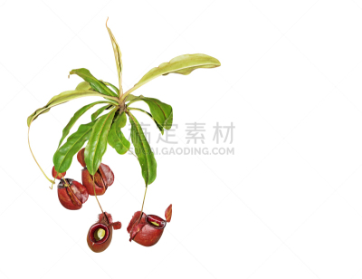 剪贴路径,肉食植物,白色背景,留白,水平画幅,无人,婆罗洲岛,马来西亚,接球手,雨林