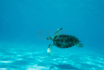 绿蠵龟,习水动物,海龟,维京群岛,海底,无人,海洋生命,美属外岛,图像,水平画幅