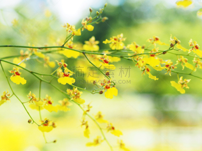 兰花,夏天,文心兰,自然,春天,黄色,枝,背景,园林,装饰