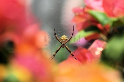 断纹金蛛,银色,蜘蛛,背景虚化,仅一朵花,花园蜘蛛,自然,水平画幅,蜘蛛网,绿色