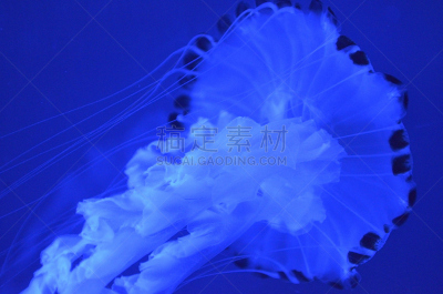 水母,水,艺术,水平画幅,掠夺性的被囊类动物,水下,光亮,马来西亚,触须,分形