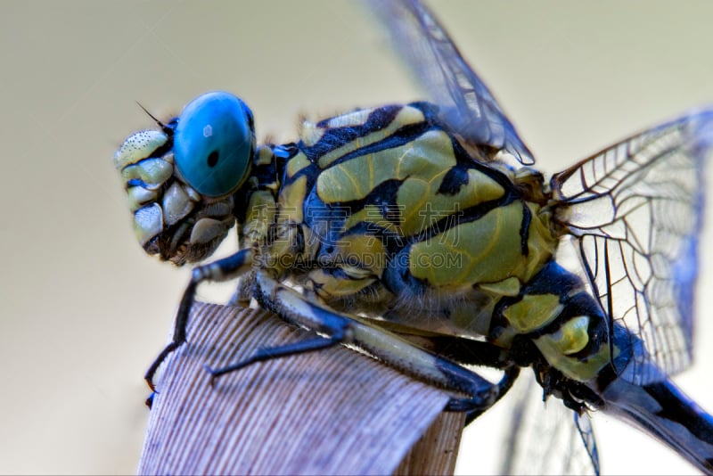 王蜻蜓,蜻蜓,黑色,黄色,长尾蜻蜓,southern hawker dragonfly,窄翅蜻蛉,撇水蜻蜓,褐色,水平画幅