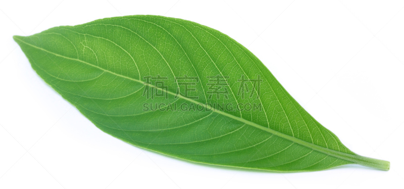 叶子,草药,支气管树,哮喘,芳香的,印度草医学,水平画幅,植物,植物学
