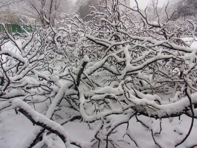 雪,木料堆,嫩枝,糖衣,生物质,秃树,工业,冬天,之字形,短裤