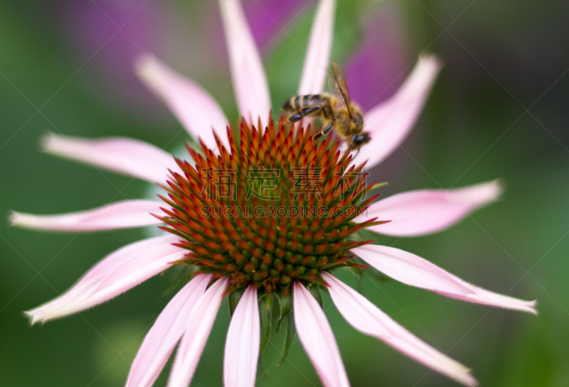 金花菊,蜜蜂,紫色,园林,环绕立体声,黄花松果菊,豆科香豌豆属,紫锥花,医用水蛭,顺势医疗医师